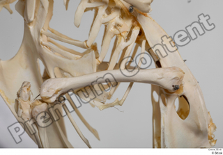 Chicken skeleton chicken skeleton 0003.jpg